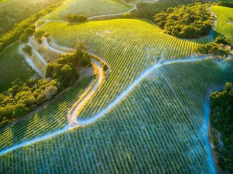 Sunday Vineyard Tasting