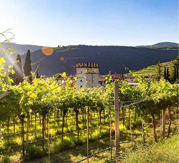 The Vineyard