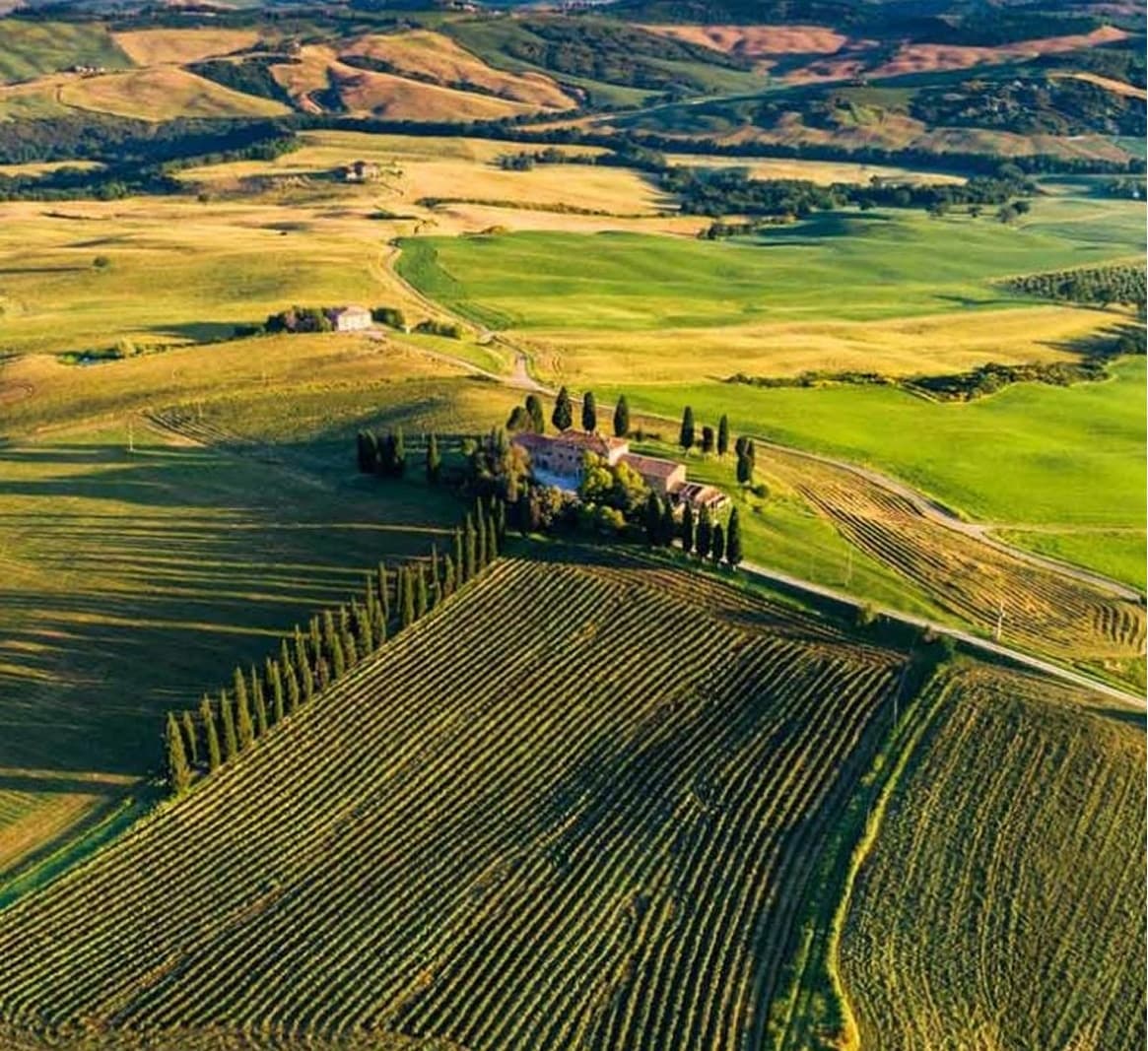 Vineyard Terrace